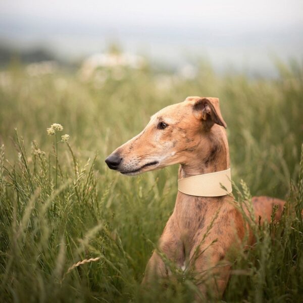 Collar of Sweden Brett Hundehalsbånd Beige (L)