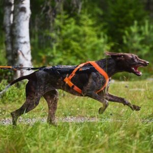 Non-Stop Dogwear Freemotion 5.0 Drasele Oransje & Svart (7)