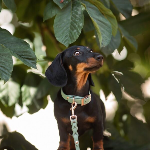 Tyylivoitto Classy Hundehalsbånd Lysgrønn (XS)