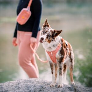 Woolly Wolf Roam Hundesele Rosa (L)