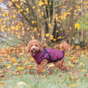 Trixie Pirou Teddy Hundedekken med Sele Burgunder (36 cm)