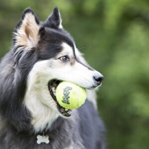 Kong Airdog Squaker Ball narulla