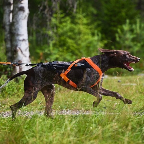 Non-Stop Dogwear Freemotion 5.0 Drasele Oransje & Svart (7)