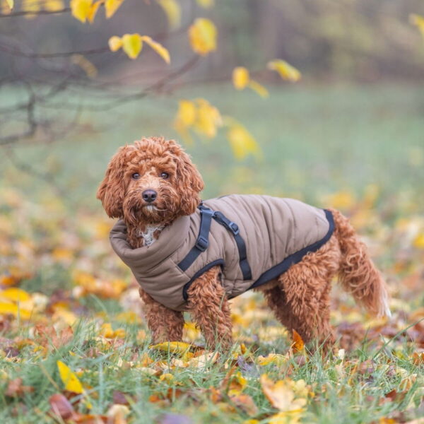 Trixie Pirou Teddy Hundedekken med Sele Beige (27 cm)